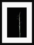 Sasa palmata f. nebulosa (broadleaf bamboo) - shoot by Anonymous