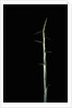 Sasa palmata f. nebulosa (broadleaf bamboo) - shoot by Anonymous
