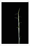 Sasa palmata f. nebulosa (broadleaf bamboo) - shoot by Anonymous