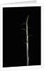 Sasa palmata f. nebulosa (broadleaf bamboo) - shoot by Anonymous