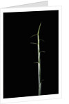 Sasa palmata f. nebulosa (broadleaf bamboo) - shoot by Anonymous