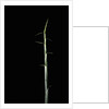 Sasa palmata f. nebulosa (broadleaf bamboo) - shoot by Anonymous