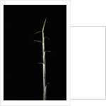 Sasa palmata f. nebulosa (broadleaf bamboo) - shoot by Anonymous