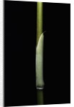 Sasa palmata f. nebulosa (broadleaf bamboo) - young culm by Anonymous