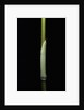 Sasa palmata f. nebulosa (broadleaf bamboo) - young culm by Anonymous