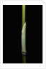 Sasa palmata f. nebulosa (broadleaf bamboo) - young culm by Anonymous