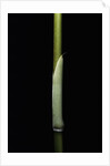 Sasa palmata f. nebulosa (broadleaf bamboo) - young culm by Anonymous