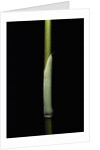 Sasa palmata f. nebulosa (broadleaf bamboo) - young culm by Anonymous