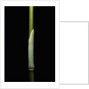 Sasa palmata f. nebulosa (broadleaf bamboo) - young culm by Anonymous