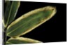 Sasa veitchii (kuma bamboo grass) - leaf by Anonymous