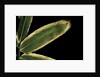 Sasa veitchii (kuma bamboo grass) - leaf by Anonymous