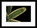 Sasa veitchii (kuma bamboo grass) - leaf by Anonymous