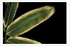 Sasa veitchii (kuma bamboo grass) - leaf by Anonymous