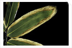 Sasa veitchii (kuma bamboo grass) - leaf by Anonymous