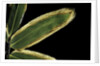 Sasa veitchii (kuma bamboo grass) - leaf by Anonymous