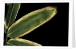Sasa veitchii (kuma bamboo grass) - leaf by Anonymous