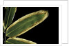 Sasa veitchii (kuma bamboo grass) - leaf by Anonymous