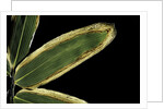 Sasa veitchii (kuma bamboo grass) - leaf by Anonymous
