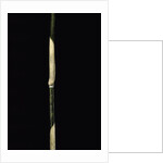Sasa palmata f. nebulosa (broadleaf bamboo) - young culm by Anonymous