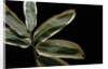 Sasa veitchii (kuma bamboo grass) - leaf by Anonymous