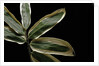 Sasa veitchii (kuma bamboo grass) - leaf by Anonymous
