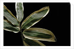 Sasa veitchii (kuma bamboo grass) - leaf by Anonymous