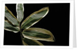 Sasa veitchii (kuma bamboo grass) - leaf by Anonymous