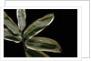 Sasa veitchii (kuma bamboo grass) - leaf by Anonymous