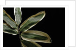 Sasa veitchii (kuma bamboo grass) - leaf by Anonymous