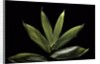 Sasa cernua f. nebulosa (bamboo) by Anonymous