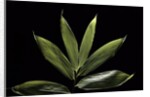 Sasa cernua f. nebulosa (bamboo) by Anonymous