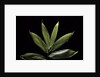 Sasa cernua f. nebulosa (bamboo) by Anonymous