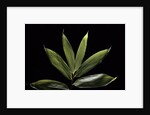 Sasa cernua f. nebulosa (bamboo) by Anonymous