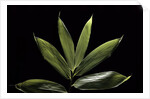 Sasa cernua f. nebulosa (bamboo) by Anonymous