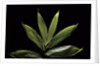 Sasa cernua f. nebulosa (bamboo) by Anonymous