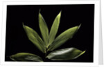 Sasa cernua f. nebulosa (bamboo) by Anonymous