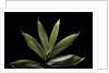 Sasa cernua f. nebulosa (bamboo) by Anonymous
