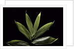 Sasa cernua f. nebulosa (bamboo) by Anonymous