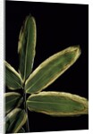 Sasa veitchii (kuma bamboo grass) - leaf by Anonymous