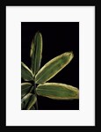 Sasa veitchii (kuma bamboo grass) - leaf by Anonymous