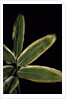 Sasa veitchii (kuma bamboo grass) - leaf by Anonymous