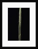 Semiarundinaria 'Korea' (bamboo) - shoot by Anonymous