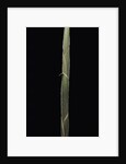 Semiarundinaria 'Korea' (bamboo) - shoot by Anonymous
