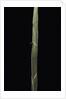 Semiarundinaria 'Korea' (bamboo) - shoot by Anonymous