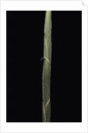 Semiarundinaria 'Korea' (bamboo) - shoot by Anonymous