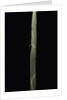 Semiarundinaria 'Korea' (bamboo) - shoot by Anonymous