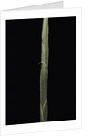 Semiarundinaria 'Korea' (bamboo) - shoot by Anonymous