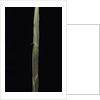 Semiarundinaria 'Korea' (bamboo) - shoot by Anonymous