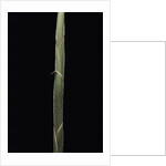 Semiarundinaria 'Korea' (bamboo) - shoot by Anonymous