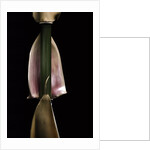 Semiarundinaria fastuosa (narihira bamboo) - sheath on the culm by Anonymous